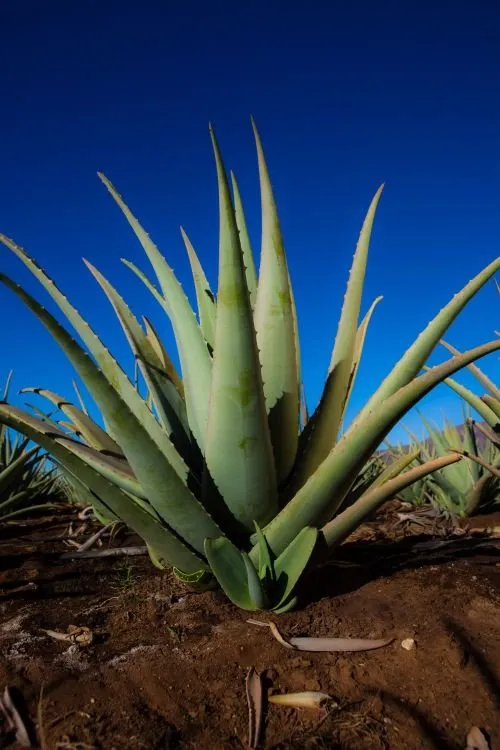 Aloe barbadensis Miller vs Aloe ferox: what buyers should know