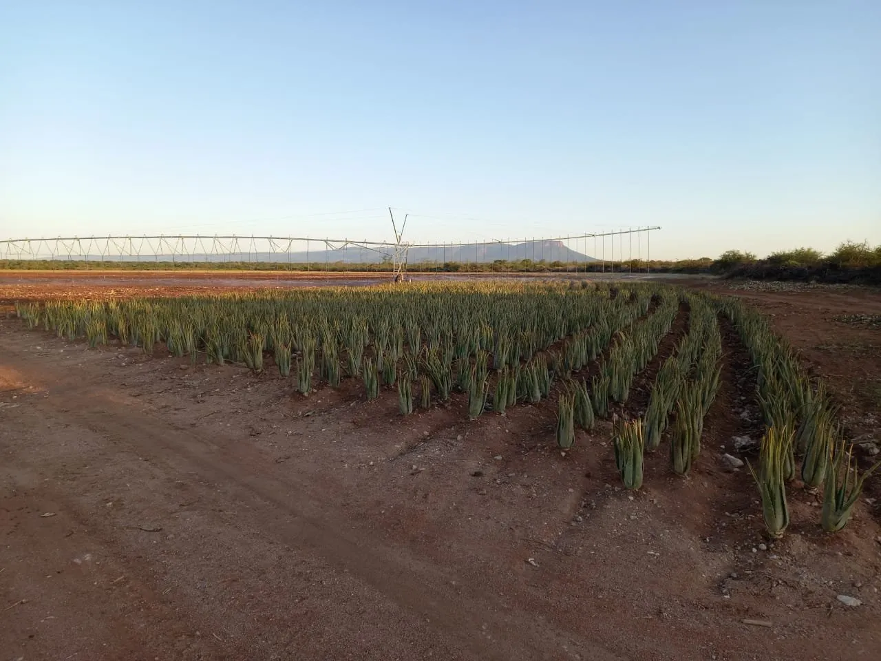 Our Aloe vera farm in Limpopo